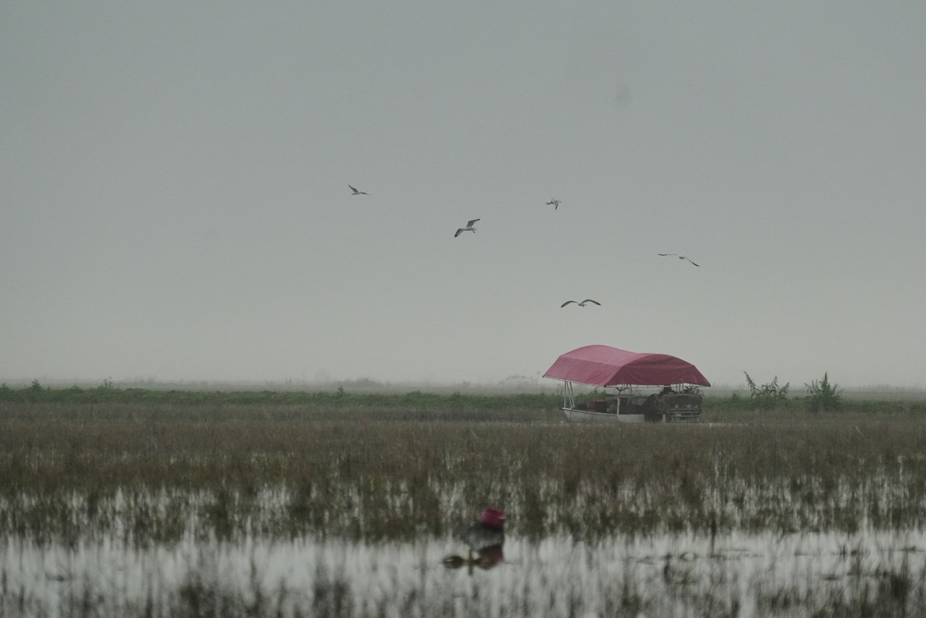 Birds fly overhead as a crawfish boat moves through a pond while harvesting Thursday, Jan. 22, 2026, in Kaplan, La. (AP Photo/Joshua A. Bickel)