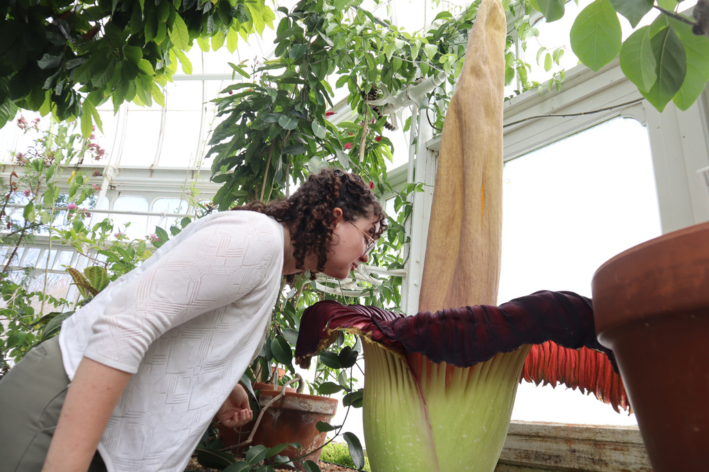 Caroline Murray, a senior at Mount Holyoke College, leans in to smell the blooming corpse flower known as "Pangy" at the Talcott Greenhouse on the campus in South Hadley, Mass., Tuesday, April 14, 2026. (AP Photo/Leah Willingham)