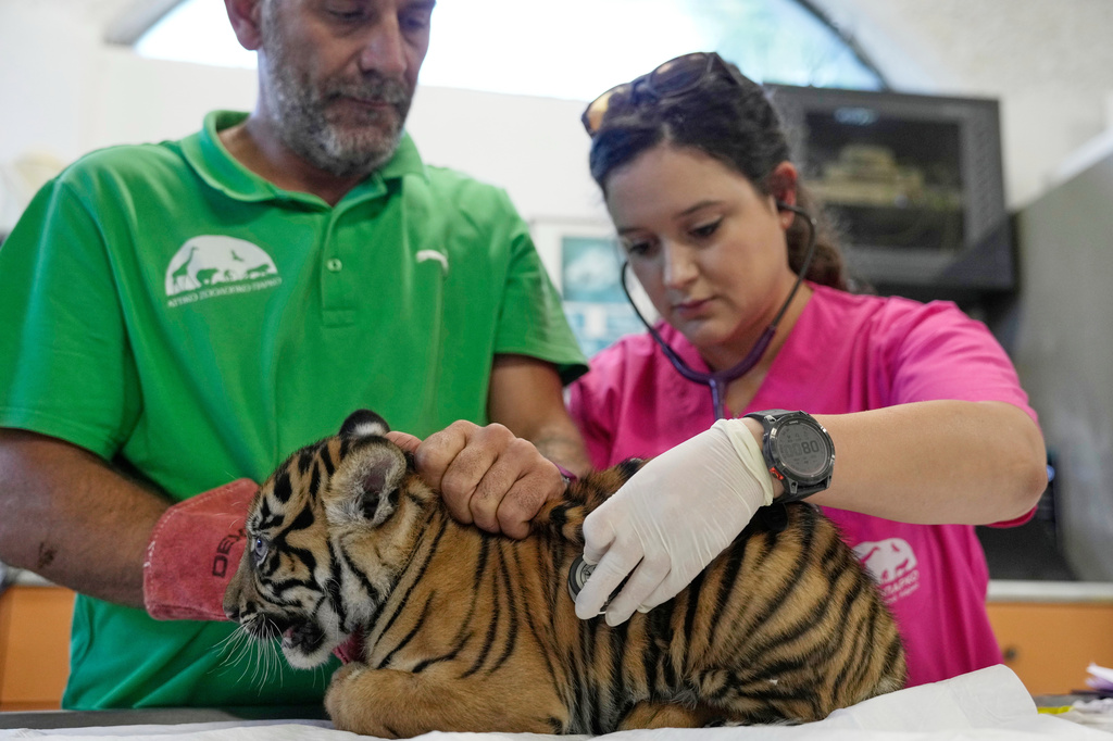 Veterinarian Arsinoi Psaroudaki, right, gives a two-month-old Sumatran male tiger cub a first vaccination and microchipping, as mamal curator Antonis Balas holds the animal at Attica Zoological Park near Athens, Greece, on Tuesday, Sept. 8, 2026, as part of an effort to build a backup population of the critically endangered species. (AP Photo/Thanassis Stavrakis)