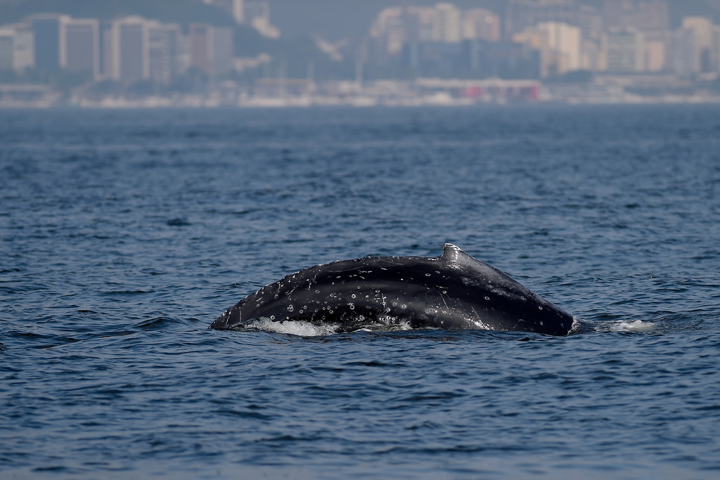 A humpback whale surfaces off the coast of Rio de Janeiro, Brazil, Tuesday, June 30, 2026. (AP Photo/Dhavid Normando)