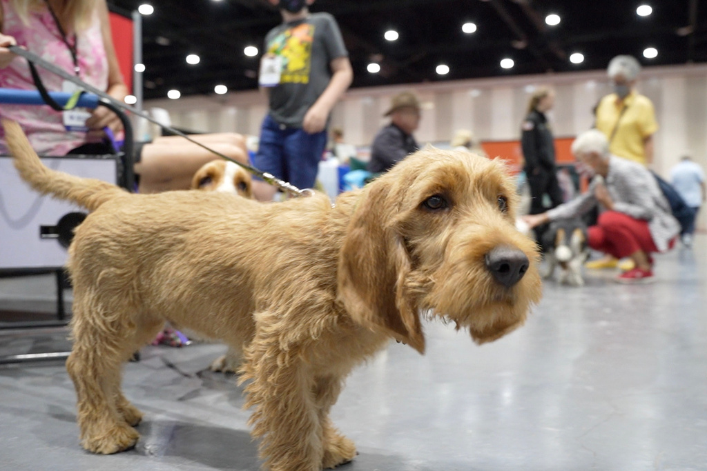 A Basset Fauve De Bretagne stands for photographs during a Meet the Breeds event February 22, 2022 in San Diego. (David Woo/American Kennel Club via AP)