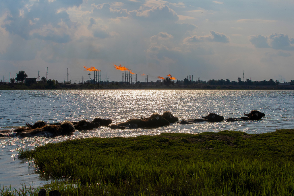 FILE - Water buffaloes swim near the Nihran Bin Omar oil field north of Basra, Iraq, Wednesday, March 22, 2023. foreign investment in Iraq's history. (AP Photo/Nabil al-Jurani, File)
