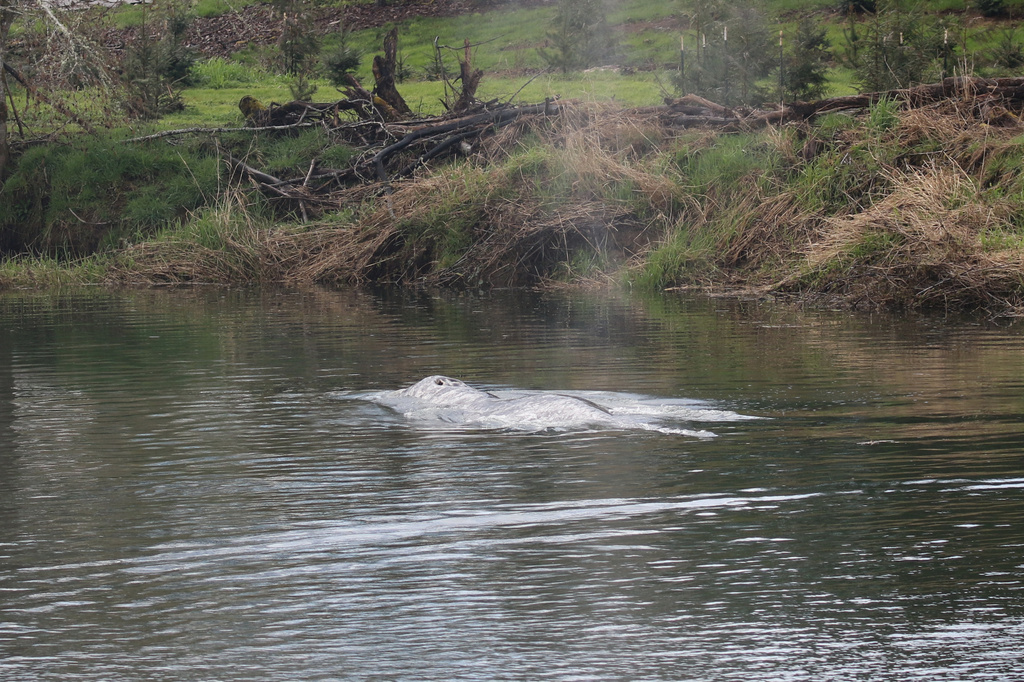 This photo provided by Cascadia Research Collective shows a gray whale swimming in the Willapa River near Willapa Bay, Wash., Wednesday, April 1, 2026. (Cascadia Research Collective via AP)