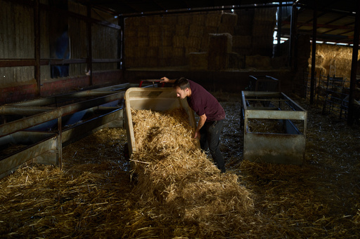 Shepherd Álvaro Esteban works inside the stable in Los Cortijos, central Spain, Friday, Oct. 10, 2025. (AP Photo/Bernat Armangue) Shepherd Álvaro Esteban works inside the stable in Los Cortijos, central Spain, Friday, Oct. 10, 2025. (AP Photo/Bernat Armangue)