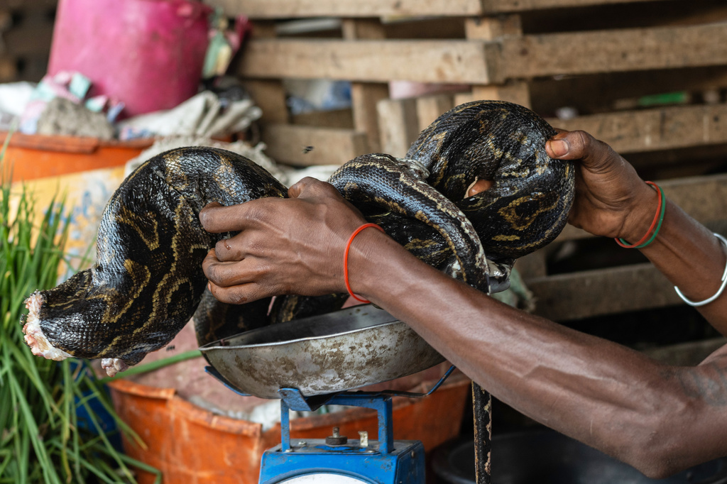 Python meat is on sale at the Masina market in Kinshasa, Congo, Thursday, April 9, 2026. (AP Photo/Samy Ntumba Shambuyi)