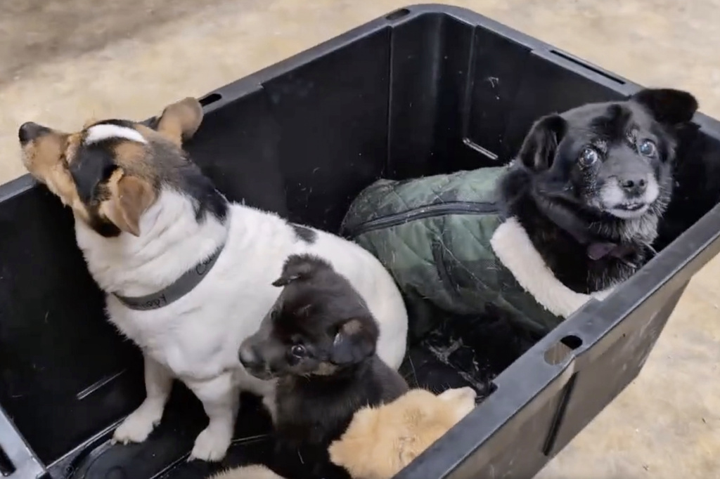 This image made from a video provided by Jesslyn Elliott shows dogs being released from a crate in Bethel, Alaska, on Wednesday, Oct. 15, 2025, after being evacuated by plane from the village of Kipnuk, Alaska. (Jesslyn Elliott via AP)