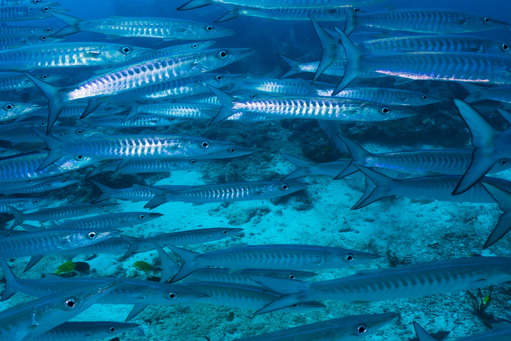 Barracudas swim at the Nudi Rock dive site in Raja Ampat, Indonesia, Monday, March 2, 2026. (AP Photo/Claudia Rosel)