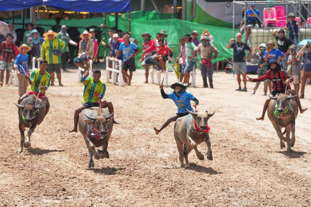 Thai buffalo racers compete in a sprint event during an annual buffalo racing festival in Chonburi, Thailand, Monday, Oct. 6, 2025. (AP Photo/Sakchai Lalit)