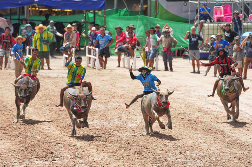 Thai buffalo racers compete in a sprint event during an annual buffalo racing festival in Chonburi, Thailand, Monday, Oct. 6, 2025. (AP Photo/Sakchai Lalit) Thai buffalo racers compete in a sprint event during an annual buffalo racing festival in Chonburi, Thailand, Monday, Oct. 6, 2025. (AP Photo/Sakchai Lalit)