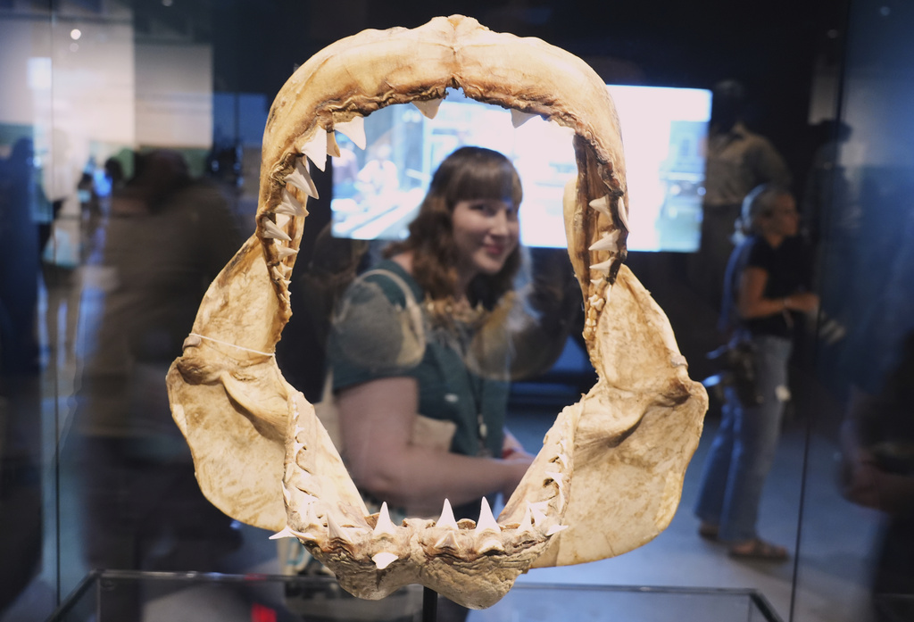 Megan Grouchow is seen through a set of great white shark jaws used for research and set decoration for the film "Jaws" during the "Jaws: The Exhibition" press preview on Wednesday, Sept. 10, 2025, at the Academy Museum of Motion Pictures in Los Angeles. (AP Photo/Chris Pizzello)