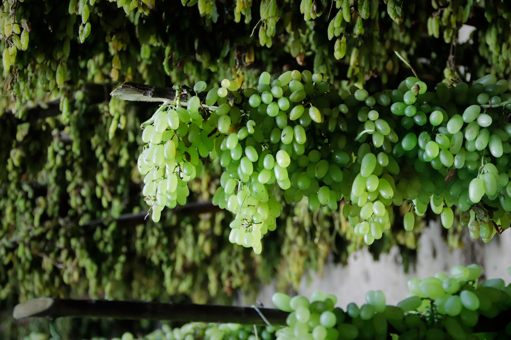 Green grapes are hung on wooden racks to dry at a warehouse in Zhari district, Kandahar province, Afghanistan, Wednesday, Aug. 12, 2026. (AP Photo/Sibghatullah)