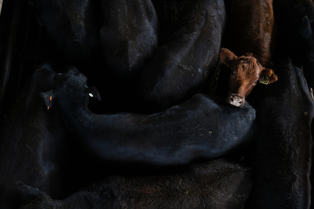 FILE - A calf is ringed by cattle in a pen at the Agricultural and Livestock Market in Canuelas, Argentina, Jan. 13, 2026. (AP Photo/Natacha Pisarenko, File)