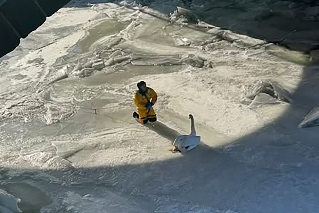 A member of the Norwalk Fire department approaches a swan stuck in the ice on the Norwalk River, Tuesday, Feb. 3, 2026 in Norwalk, Conn. (Norwalk Fire Department via AP)