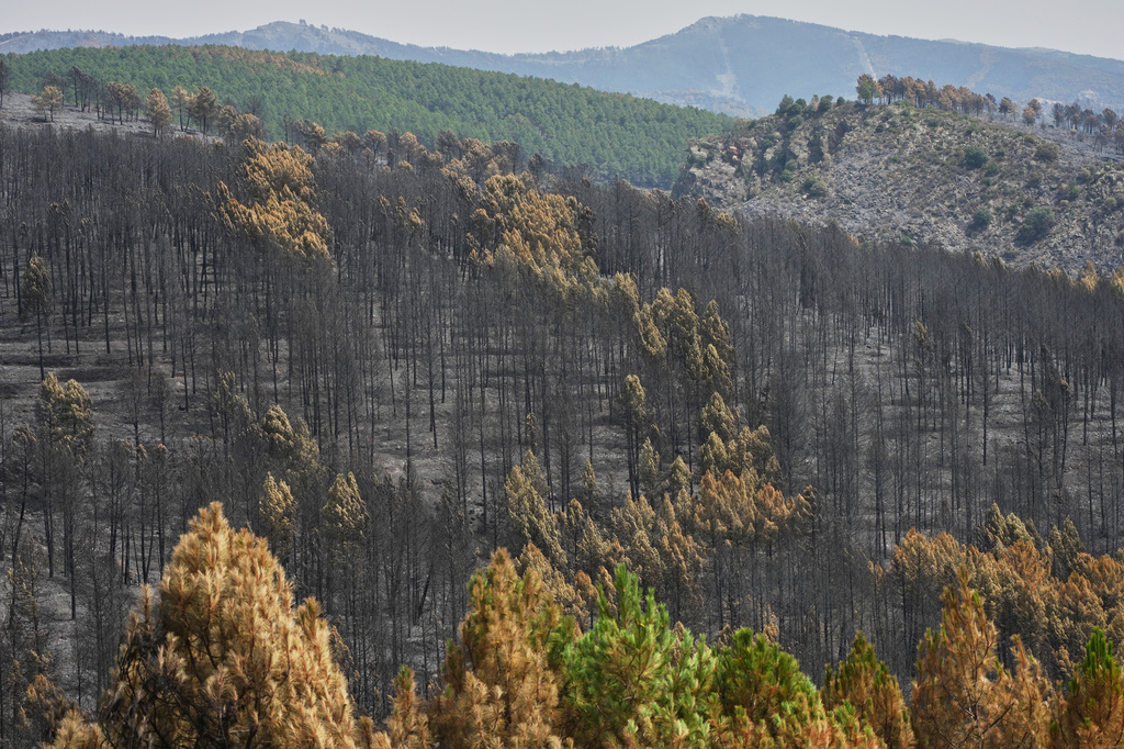 View of the burned area in Muriel, Guadalajara province, Spain, Wednesday, July 22, 2026, after a wildfire scorched tens of thousands of hectares in one of Spain's largest wildfires in recent years. (AP Photo/Manu Fernandez)