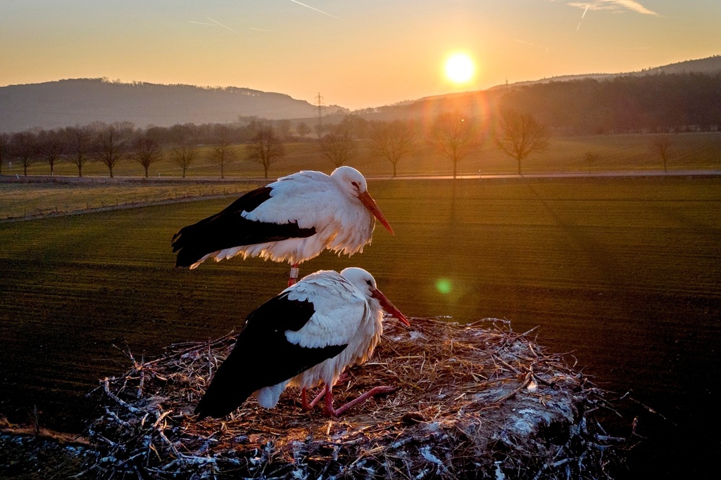 A stork couple is backdropped by the rising sun after a night of minus seven degrees Celsius (19.4 Fahrenheit) weather, on a field in Wehrheim near Frankfurt, Germany, Feb. 19, 2025. (AP Photo/Michael Probst, File)
