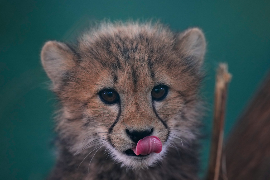 One of the newly born cheetah quintuplets rests at its enclosure at the zoo in Prague, Czech Republic, Friday, Sept. 25, 2026. (AP Photo/Petr David Josek)