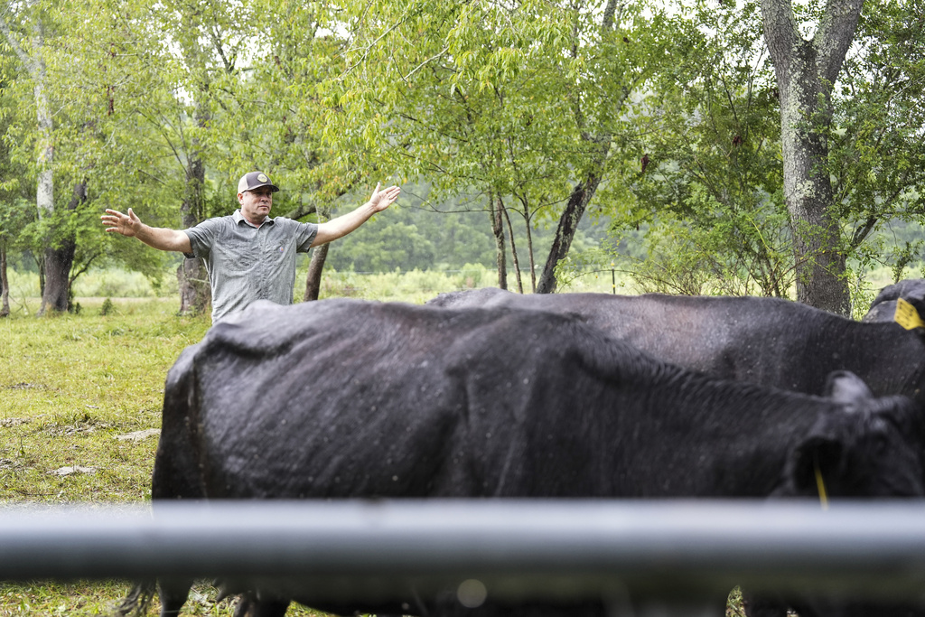 Democratic candidate for North Carolina's 11th congressional district Jamie Ager helps move cattle, Monday, Aug. 11, 2025, in Fairview, N.C. (AP Photo/Matt Kelley)