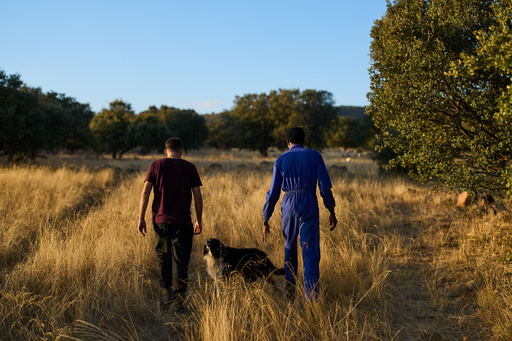 Spanish shepherd Álvaro Esteban and Sudanese shepherd Osam Abdulmumen walk through the countryside while heading to gather a sheep herd in Los Cortijos, central Spain, Tuesday, Oct. 7, 2025. (AP Photo/Bernat Armangue) Spanish shepherd Álvaro Esteban and Sudanese shepherd Osam Abdulmumen walk through the countryside while heading to gather a sheep herd in Los Cortijos, central Spain, Tuesday, Oct. 7, 2025. (AP Photo/Bernat Armangue)