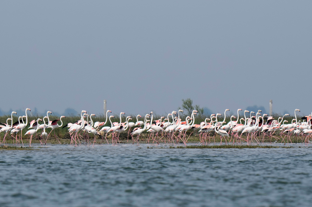 A group of flamingos react to human presence by raising their necks, in the Venetian lagoon, in Venice, Italy, Monday, May 4, 2026. (AP Photo/Luca Bruno)