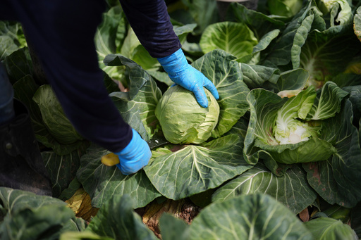 FILE - A worker harvests cabbage March 5, 2025, in Holtville, Calif. (AP Photo/Gregory Bull, File) FILE - A worker harvests cabbage March 5, 2025, in Holtville, Calif. (AP Photo/Gregory Bull, File)