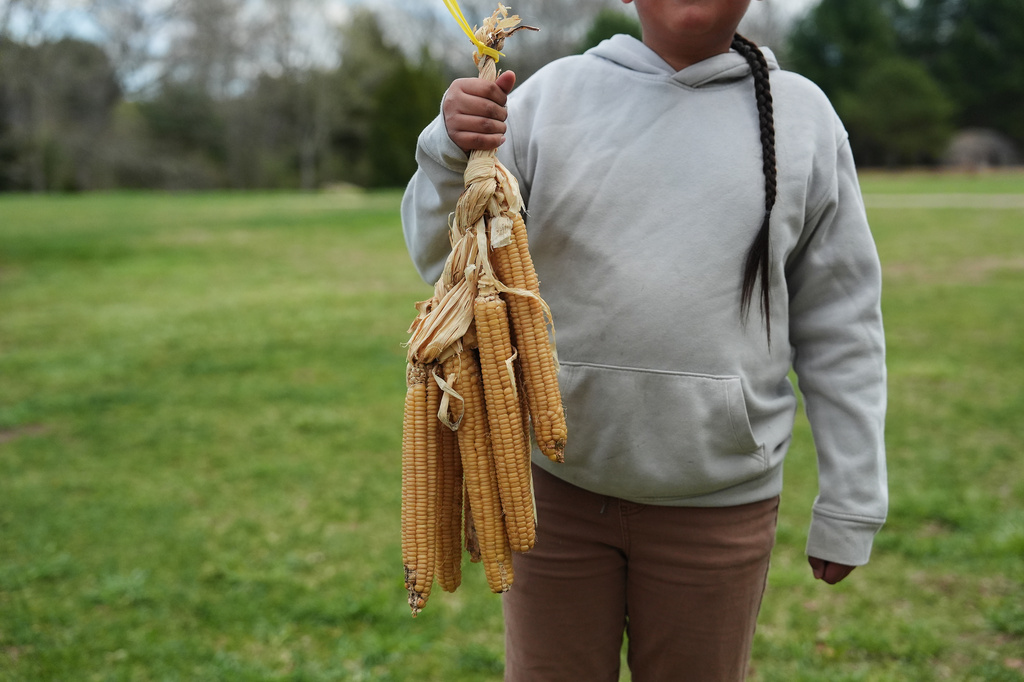 Sowaniu Spears, 11, holds a bundle of Narragansett white flint corn Tuesday, April 21, 2026, at his grandparents' farm in Hopkinton, R.I. (AP Photo/Joshua A. Bickel)