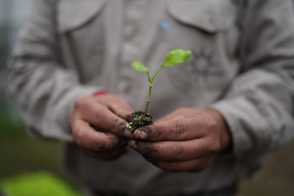 Fernando Sanchez holds a seedling from the vegetable garden at a nonprofit center that supports people with disabilities in Moreno, on the outskirts of Buenos Aires, Argentina, Tuesday, May 5, 2026. (AP Photo/Natacha Pisarenko)