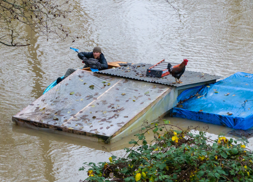 Eric Gustin rescues a chicken from a flooded coop, Friday, Dec. 12, 2025, in Burlington, Wash. (AP Photo/Stephen Brashear)