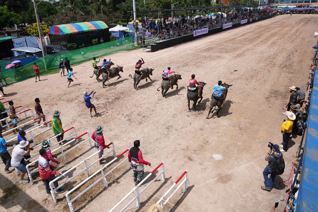 Thai buffalo racers compete during an annual buffalo racing festival in Chonburi, Thailand, Monday, Oct. 6, 2025. (AP Photo/Sakchai Lalit)