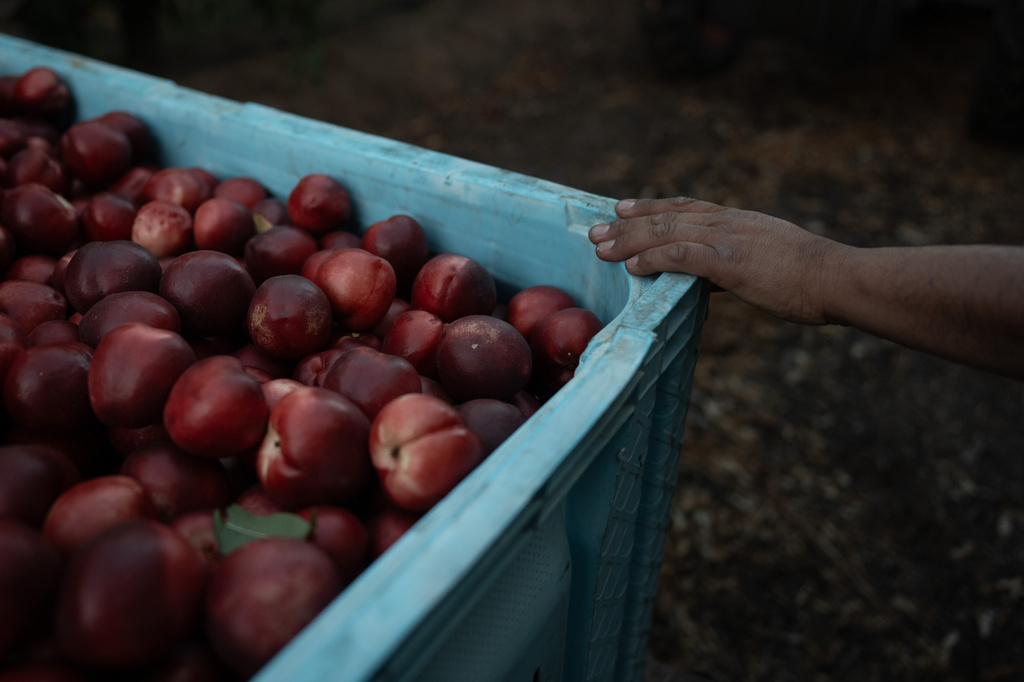 Cesar Mora rests his hand on a bin filled with nectarines at his orchard in Reedley, Calif., Wednesday, July 1, 2026, ahead of a free giveaway amid an ongoing contract dispute over the crop. (AP Photo/Jae C. Hong)