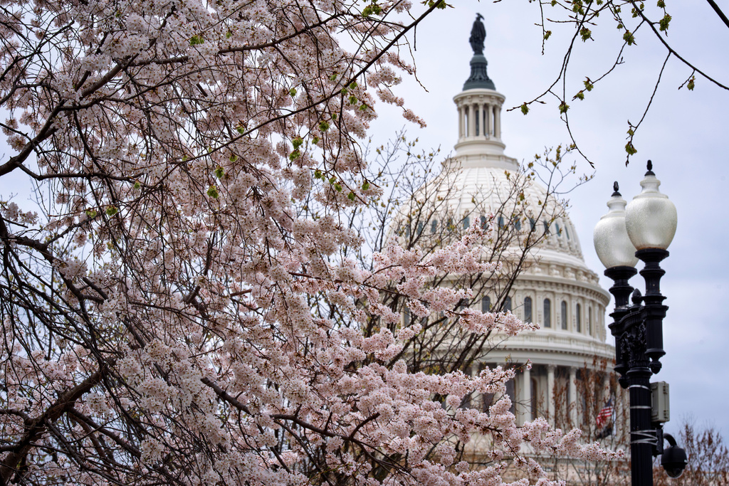 The Capitol is framed amid blooming cherry trees in Washington, Monday, March 23, 2026. (AP Photo/J. Scott Applewhite)