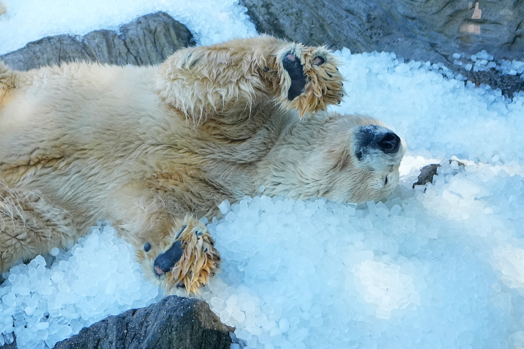 Polar bear cools down on a pile of ice that was brought to its enclosure on a hot and sunny day at the Zoo in Prague, Czech Republic, Thursday, July 30, 2026. (AP Photo/Petr David Josek)