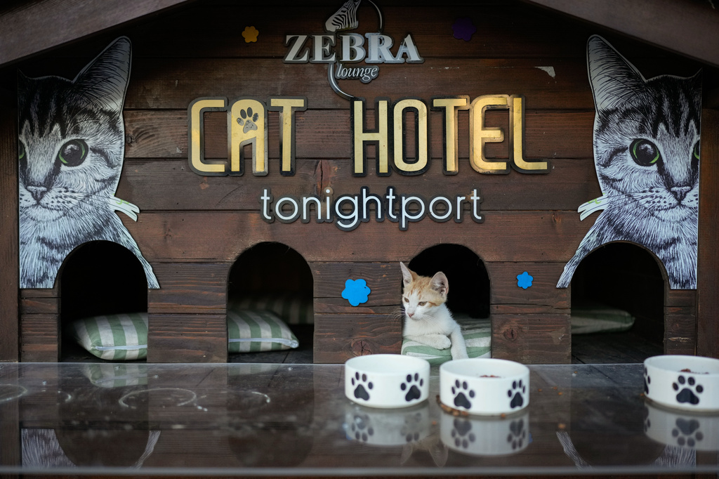 A cat rests in a shelter built by local residents in the Cihangir neighborhood of Istanbul, Turkey, Thursday, July 16, 2026. (AP Photo/Emrah Gurel)