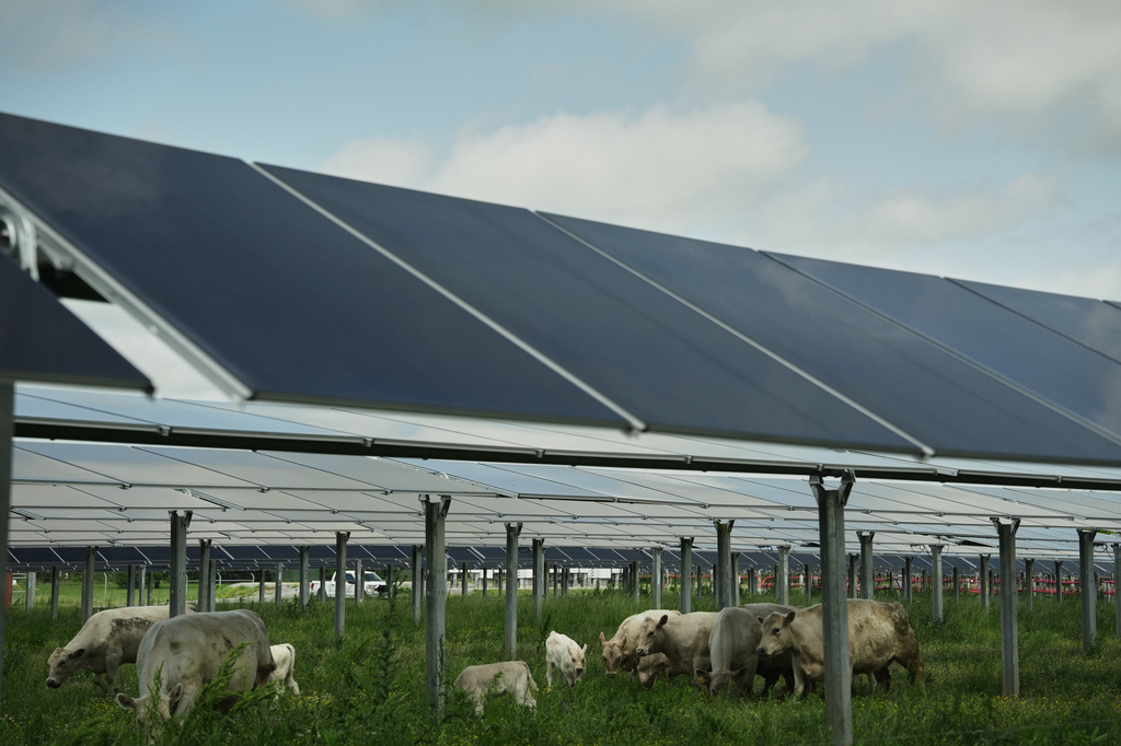 Cattle graze under solar panels Tuesday, April 28, 2026, at a farm in Christiana, Tenn. (AP Photo/Joshua A. Bickel)