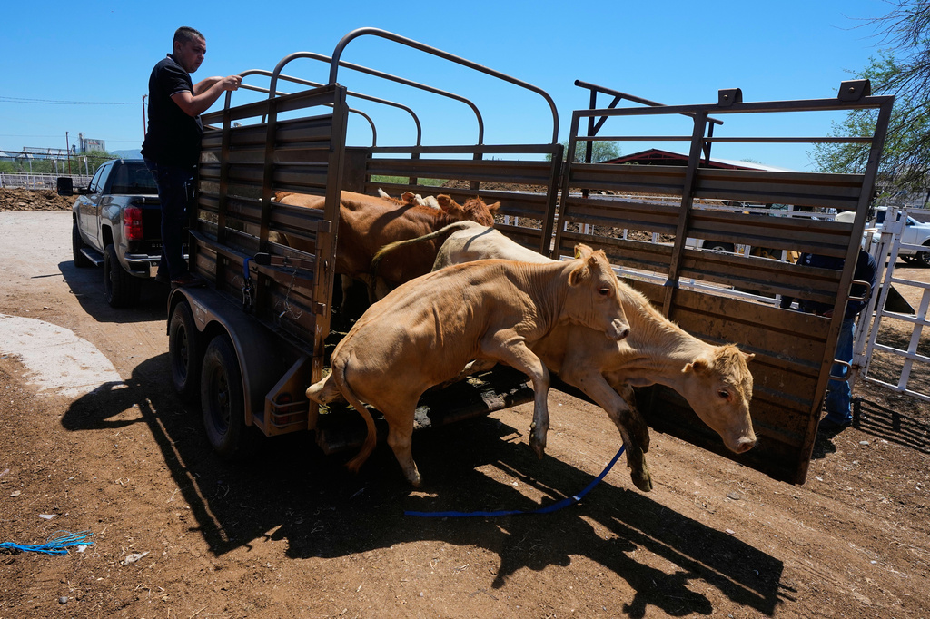 A rancher unloads calves at the pens of the regional cattle ranchers association ahead of the announced reopening of the U.S. border to Mexican cattle imports, in Hermosillo, Mexico, Monday, Aug. 17, 2026. (AP Photo/Fernando Llano)