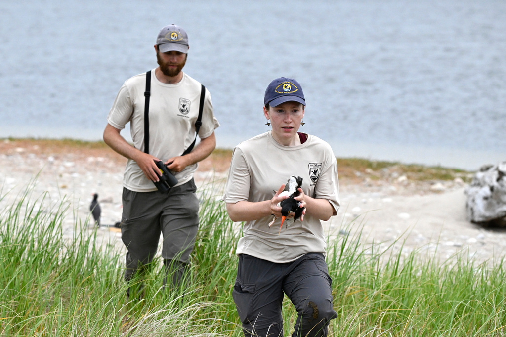 United States Fish and Wildlife Service Shorebird Monitor Allison Ruhl carries an adult oystercatcher at Trustom Pond National Wildlife Refuge in South Kingstown, R.I., June 19, 2026. (AP Photo/Jessica Hill)