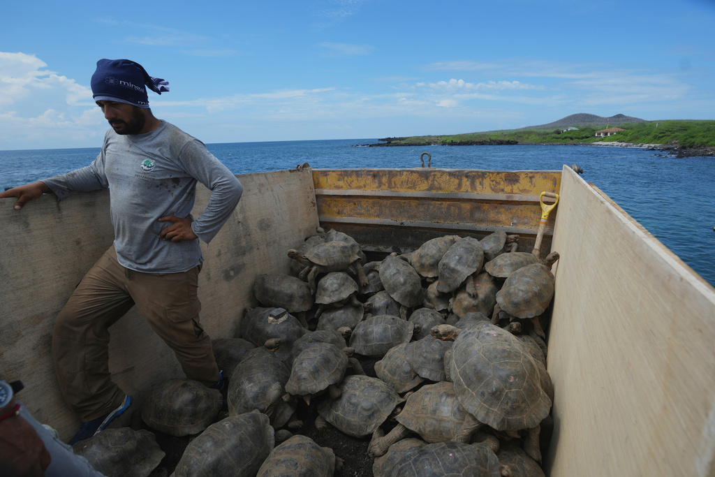 Juvenile giant tortoises are transported from a breeding center on Santa Cruz to Floreana Island for release as part of a project to reintroduce the giant tortoise to its native island in the Galapagos Islands, Ecuador, Thursday, Feb. 19, 2026. (AP Photo/Dolores Ochoa)