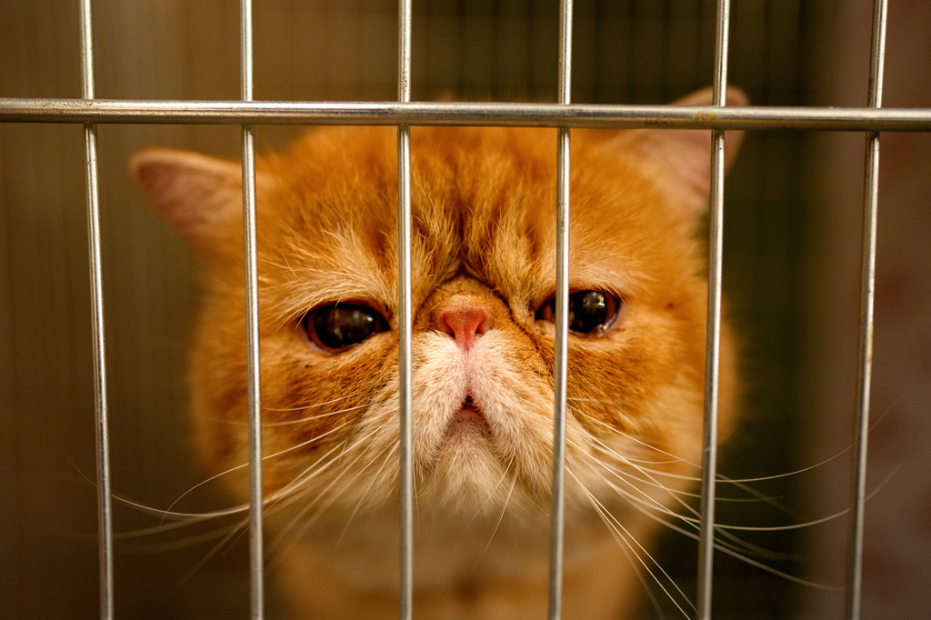 An Exotic Shorthair cat sits in a cage during a judging session of an international feline beauty competition, dubbed the Feline Oscars, featuring more than 200 cats, in Bucharest, Romania, Saturday, Sept. 26, 2026. (AP Photo/Andreea Alexandru)