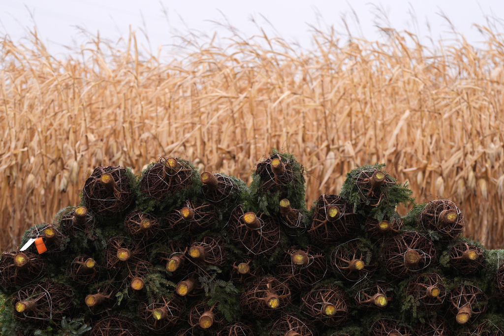 Stacked Christmas trees are seen at Buffalo Valley Produce Auction, Thursday, Nov. 20, 2025, in Mifflinburg, Pa. (AP Photo/Matt Slocum)