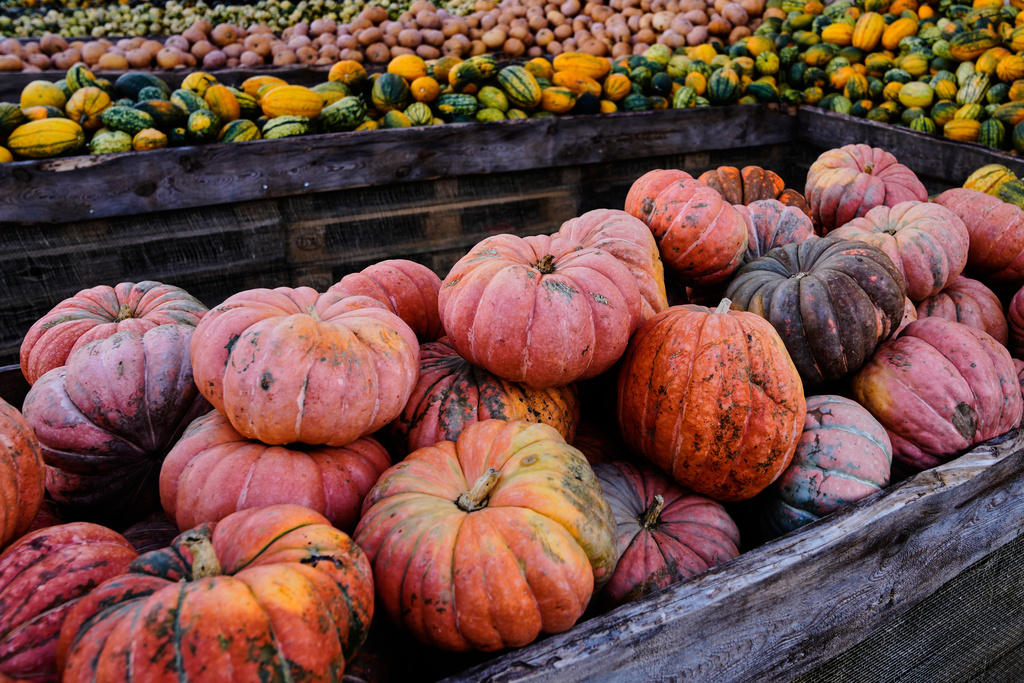 Pumpkins are displayed for sale at Klaistow farm’s annual pumpkin festival, which this year celebrates “powerful women,” in Beelitz near Berlin, Germany, Tuesday, Oct. 21, 2025. (AP Photo/Markus Schreiber)