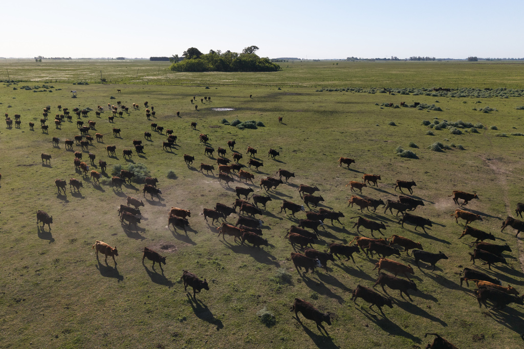 Cattle walk on a beef ranch in Brandsen, Argentina, Monday, Oct. 20, 2025. (AP Photo/Rodrigo Abd)
