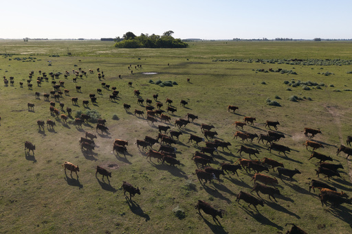Cattle walk on a beef ranch in Brandsen, Argentina, Monday, Oct. 20, 2025. (AP Photo/Rodrigo Abd) Cattle walk on a beef ranch in Brandsen, Argentina, Monday, Oct. 20, 2025. (AP Photo/Rodrigo Abd)