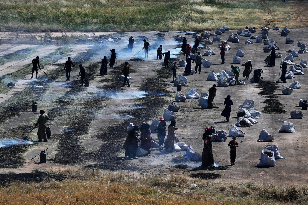 Syrian workers burn green wheat to produce freekeh, a roasted green wheat grain widely used in Levantine cuisine, by harvesting immature wheat and roasting it over open flames to separate and preserve the grains, on the outskirts of Taftanaz, northwestern Syria, Sunday, May 24, 2026. (AP Photo/Ghaith Alsayed)