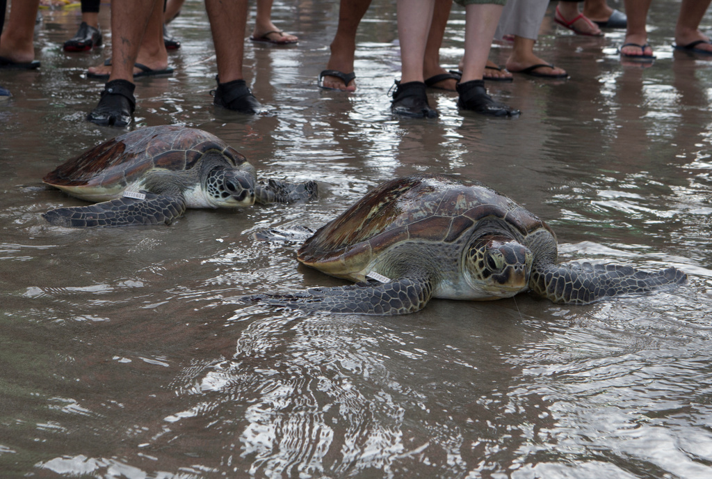 FILE - Green sea turtles (Chelonia mydas) make their way into the ocean upon their release at Kuta beach, Bali, Indonesia, Jan. 8, 2022. (AP Photo/Firdia Lisnawati, File)