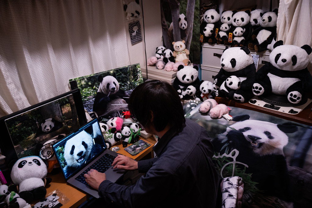 Takahiro Takauji looks through photos he took of Japan's last remaining pandas, Lei Lei and Xiao Xiao, during an interview at his home in Saitama, Monday, Jan. 19, 2026. (AP Photo/Louise Delmotte)