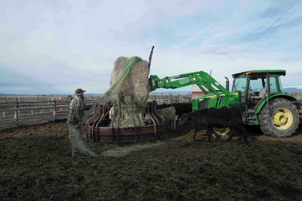 Philip Anderson pulls plastic off a bale of hay, Tuesday, March 31, 2026, in Walden, Colo. (AP Photo/Brittany Peterson)