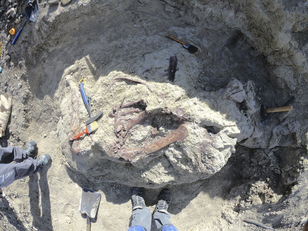 This undated photo provide by Marcelo Luna shows the bones of a newly-discovered dinosaur with powerful claws in Chubut, Argentina. (Marcelo Luna via AP)