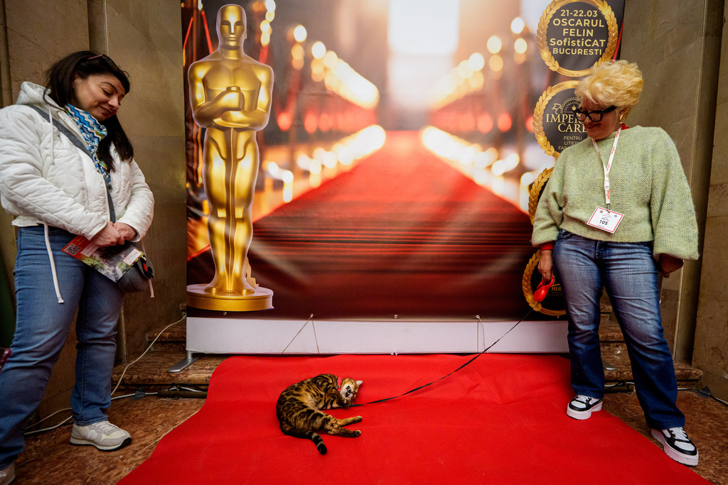Tristan, a Bengal cat, rubs against a red carpet in front of an Oscars themed photo backdrop, at an international feline beauty competition, dubbed the Feline Oscars, featuring more than 200 cats, in Bucharest, Romania, Saturday, March 21, 2026. (AP Photo/Andreea Alexandru)