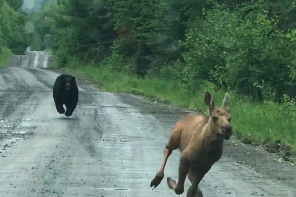 In this photo provided by Elvia J. Malcolm, a bear chases a moose calf in Telos Township, Maine, on Saturday, June 20, 2026. (Elvia J. Malcolm via AP)
