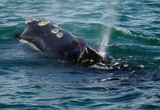 FILE - A North Atlantic right whale feeds on the surface of Cape Cod bay off the coast of Plymouth, Mass., March 28, 2018. (AP Photo/Michael Dwyer, File) FILE - A North Atlantic right whale feeds on the surface of Cape Cod bay off the coast of Plymouth, Mass., March 28, 2018. (AP Photo/Michael Dwyer, File)