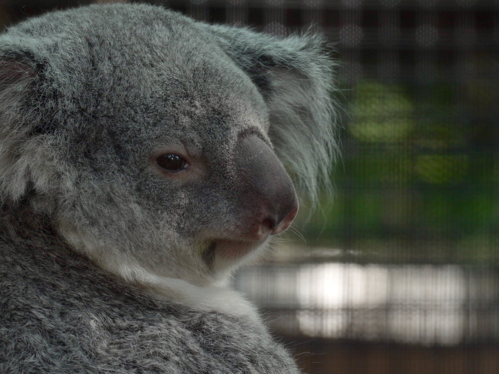 A koala named Ellin sits inside a habitat at Palm Beach Zoo Conservation Society in West Palm Beach, Fla., on Wednesday, April 22, 2026. (AP Photo/Cody Jackson)